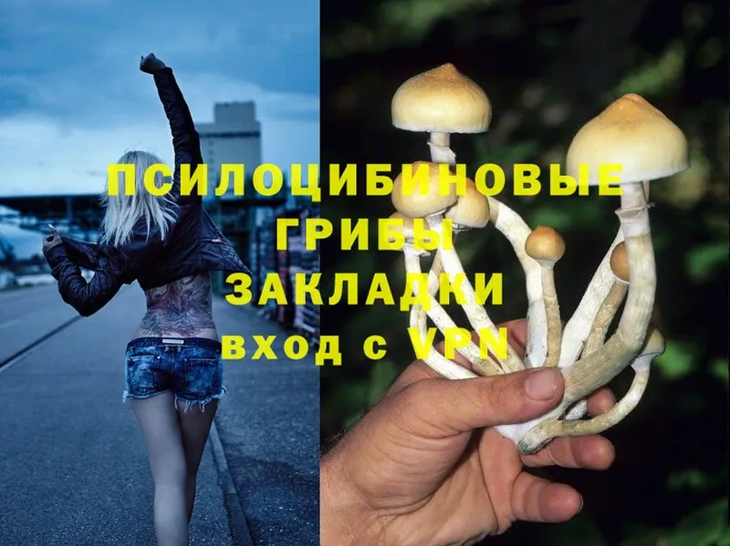 Псилоцибиновые грибы Psilocybine cubensis  Нахабино 